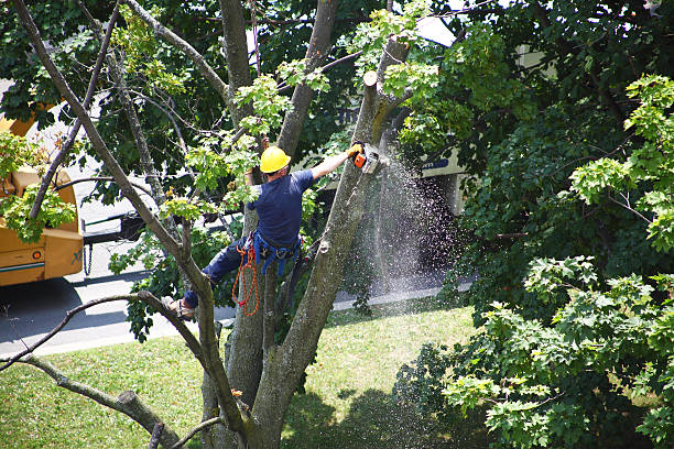 Best Hedge Trimming  in Horse Pasture, VA