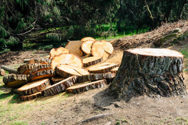 Best Utility Line Clearance  in Horse Pasture, VA